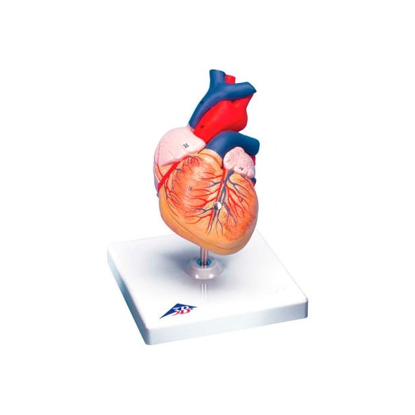 Fabrication Enterprises 3B Anatomical Model - Heart, 2-Part 974438 - main